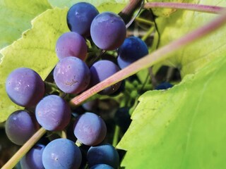 Vakantiehuis Risør Buitenaudio-opname 4