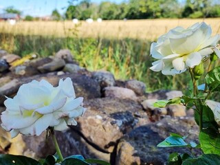 Vakantiehuis Kalmar Buitenaudio-opname 8