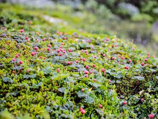 Vakantiehuis Sälen  25