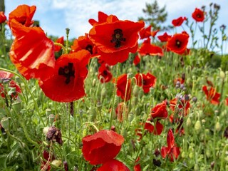 Casa per le vacanze Julianadorp  9