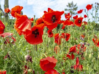 Bungaló Callantsoog  7