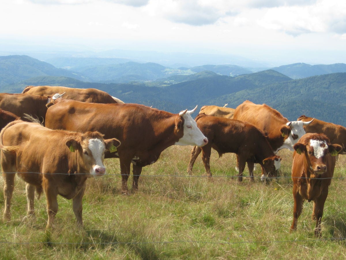 Mutterkühe am Belchen