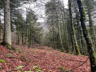 Apartment La Bresse Environment 35