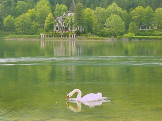 ein Schwan am See