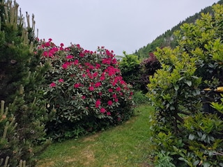 Ferienhaus Simmerath Außenaufnahme 5