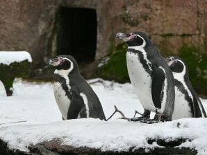 Ferienwohnung Benedix