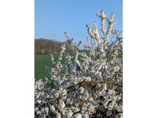 Kirschblüte