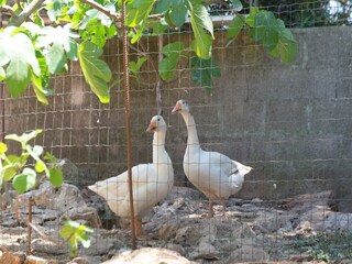 Maison de vacances Cisternino Enregistrement extérieur 1