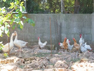 Casa per le vacanze Cisternino Registrazione all'aperto 6
