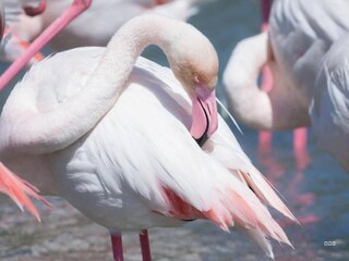 Appartement Le Grau-du-Roi Environnement 20