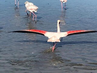 Apartamento Le Grau-du-Roi Entorno 38
