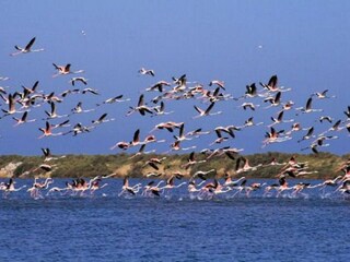 Appartement Le Grau-du-Roi Omgeving 29