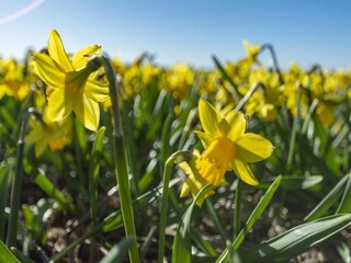 Appartamento Callantsoog  5