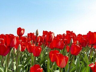 Casa per le vacanze Callantsoog  15