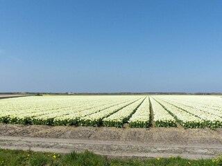 Casa per le vacanze Callantsoog  25