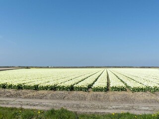 Casa per le vacanze Callantsoog  40