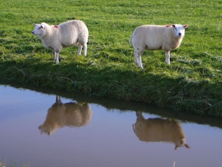 Appartamento per vacanze Oosterend Ambiente 20