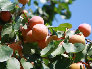 Appartamento per vacanze Spitz  13