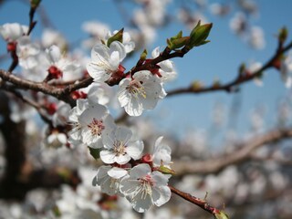 Appartamento per vacanze Spitz Ambiente 14