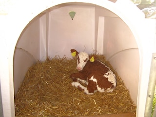 Kalb im Iglu