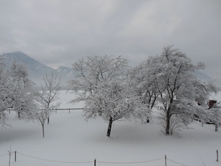 unser Obstgarten im Winter