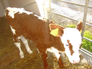 Kalb draußen
