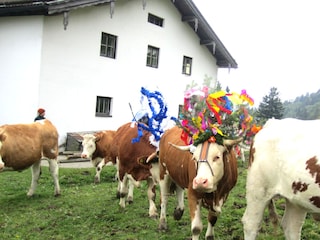 Almabtrieb