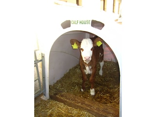 Kälbchen im Iglu