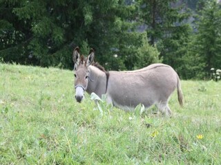 Appartamento Saint Sorlin d Arves Ambiente 33