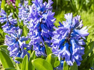 Casa per le vacanze Callantsoog  23