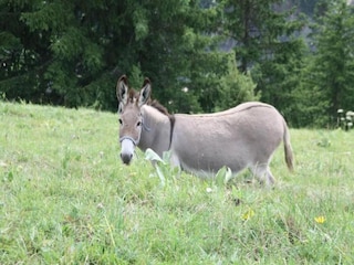 Appartamento Saint Sorlin d Arves Ambiente 22