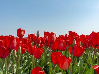 Casa per le vacanze Callantsoog  13