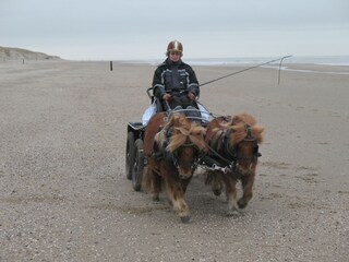 Vakantiehuis Den Burg Omgeving 15