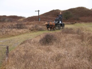 Vakantiehuis Den Burg Omgeving 16