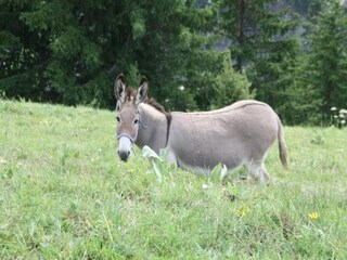 Appartamento Saint Sorlin d Arves Ambiente 38