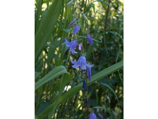 Casa per le vacanze Grabelsdorf Ambiente 20