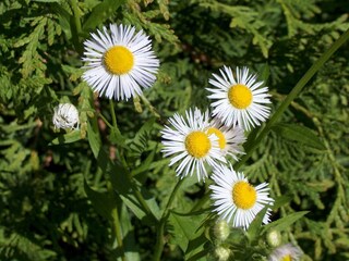 Casa per le vacanze Grabelsdorf Ambiente 17