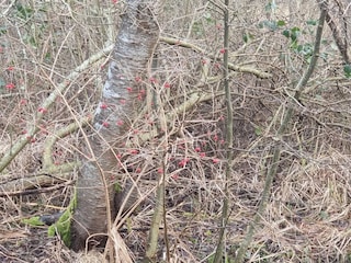 Ferienhaus Ebeltoft  32