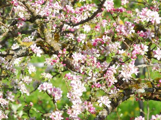 Appartamento per vacanze Jungholz Registrazione all'aperto 5