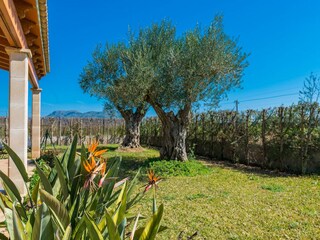 Ferienhaus Sa Pobla Außenaufnahme 19
