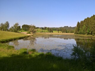 Blick auf den Weiher