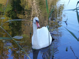 Schwäne auf dem Weiher