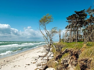 Your Darß vacation: Experience nature at the west beach