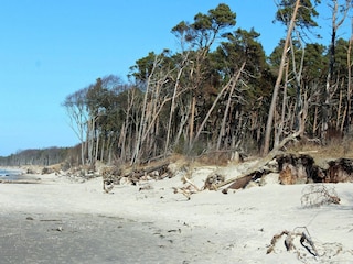 Integral Immobilien: Dein Darß Urlaub - Natur genießen am Darßer Weststrand