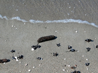 Integral Immobilien: Dein Darß Urlaub - Muscheln am Weststrand