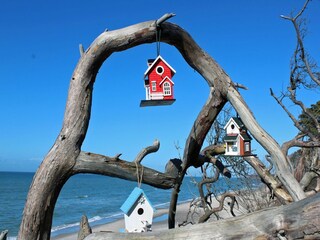 Integral Immobilien: Dein Darß Urlaub - Erlebe schöpferische Freiheit im Darßer Wald und am Wests...