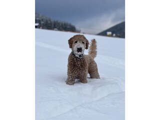 Bonnie im Schnee