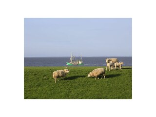 Vakantieappartement Fedderwardersiel Buitenaudio-opname 6