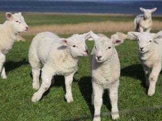 Appartement de vacances Fedderwardersiel Environnement 25