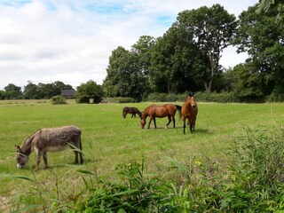 Apartamento de vacaciones Fedderwardersiel Grabación al aire libre 7